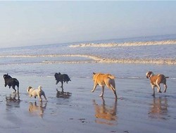 Liburan Mewah Para Anjing, Habiskan Duit Rp 729 Juta