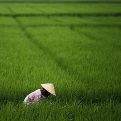 Indonesia Langganan Beli Beras ke 5 Negara Ini