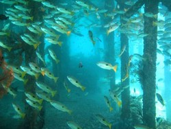 Derawan Lebih Cantik, Sipadan-Ligitan Punya Malaysia Kalah