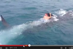 Bahaya! Traveler Ini Berenang Sambil Memegang Sirip Hiu