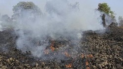 Punya Banyak Perusahaan Sawit di Sumatera, Singapura Harus Introspeksi 