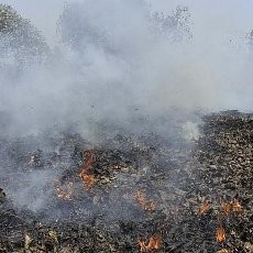 Perusahaan Sawit yang Tercatat di Singapura Bantah Bakar Lahan di Sumatera