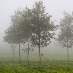 Memotret Saat Berkabut