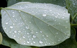 after the rain