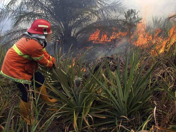 Hutan Terbakar, Riau Kembali Ekspor Asap