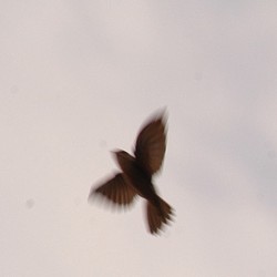 Bakal Teken MRA, RI akan Ekspor Langsung Sarang Burung Walet ke China