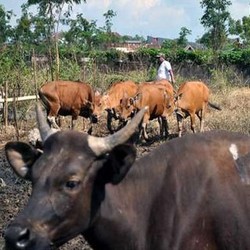 Malaysia dan Brunei Sudah Duluan Punya Peternakan Sapi Raksasa di Australia