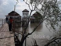 Mengunjungi Ekowisata Mangrove