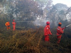 Kebakaran Hutan Nyaris Merembet ke Taman Nasional Tesso Nilo Riau