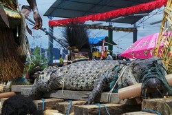 Festival Danau Sentani, Bahkan Buaya Ikut Berpesta