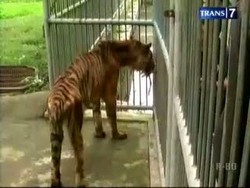 Sakit Lambung, Anak Harimau Dipindahkan