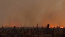 Pemerintah Kewalahan Hadapi Kebakaran Hutan