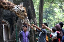 Pagi Ini, Satwa Ragunan Keluar Kandang untuk Rayakan HUT ke-486 Jakarta