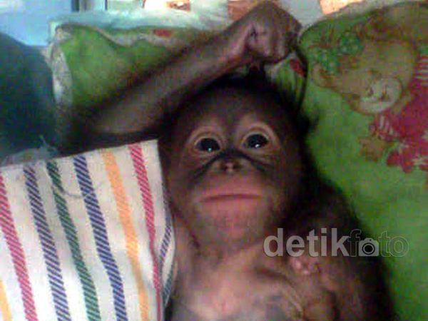 Rizky Lahir, Koleksi Orangutan di KBS Bertambah