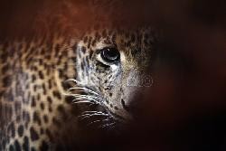 Kebakaran Lahan di Dumai, Macan Tutul Sambangi Pemukiman Warga