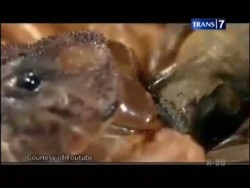 Dendam, Seorang Pria Jadi Pemakan Kalajengking