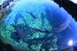 Saatnya Liburan Sambil Melindungi Hiu