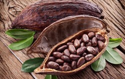 Inilah Perjalanan Biji Cokelat Hingga Menjadi Cokelat Batangan Siap Santap!