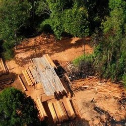 Dalam 6 Bulan, RI Ekspor Kayu Rp 28 Triliun