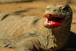 Sisa Makanan di Mulutku