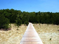 Yang Beda di Karimunjawa, Jelajah Hutan Mangrove