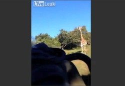 Lagi Safari, 2 Turis di Afsel Dikejar Jerapah Ngamuk