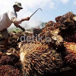 Perusahaan Sawit Sandi Uno Mengaku Tak Pernah Gunakan Api
