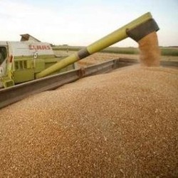 Indofood Impor Gandum 300 Ribu Ton Sebulan