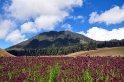 Padang Lavender Oro Oro Ombo