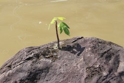 sebatang kara