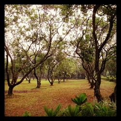 Rindang ....