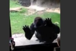 Diejek Anak Kecil, Gorilla di AS Ngamuk!