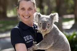 Koala Nakal Pegang Payudara Pengunjung Kebun Binatang