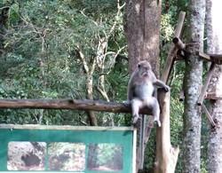 Jangan Kepalkan Tangan Saat Bertemu Monyet di Pangandaran