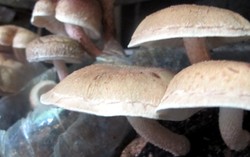 Jamur Tiram dan Jamur Shiitake Ternyata Punya Khasiat Hebat