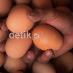 Harga Telur Ayam Sampai Telur Bebek Kompak Naik