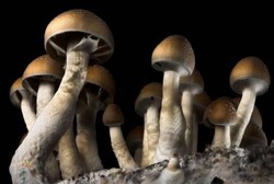 Usai Makan Jamur Ajaib, Pria Ini Lepas Penisnya dengan Tangan Kosong