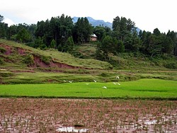 Hijau
