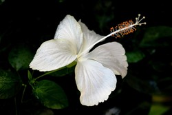 White Exotic