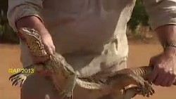 Gara-gara Katak, Populasi Biawak Australia Terancam