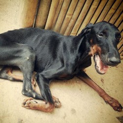 Doberman di Depok yang Ditinggal Majikan Diselamatkan Animal Defender