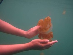 Demi Ubur-ubur, Tidak Akan Ada Penduduk di Pulau Kakaban