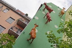 Lucu! Di Berlin Ada Sapi Jalan di Dinding