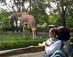 BBKSDA Anggap Pemkot Berusaha Hilangkan KBS Jika Paksakan Eksekusi
