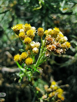 Edelweiss
