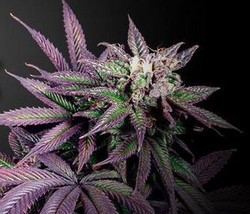 5 Fakta Menarik Soal Bisnis Ganja di AS