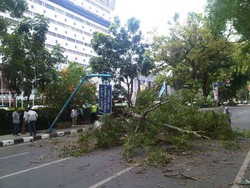 Pohon Tumbang Timpa 2 Mobil di Medan