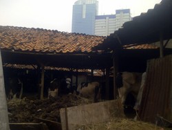 Ini Kandang Sapi Perah Hj Arminah yang Masih Bertahan di Mega Kuningan