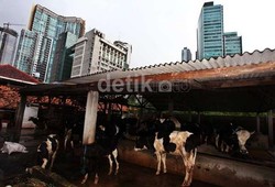 Menengok Peternakan Sapi Elit di Mega Kuningan