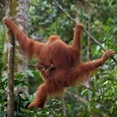 Tragis! Orangutan Sumatera Tewas Dianiaya